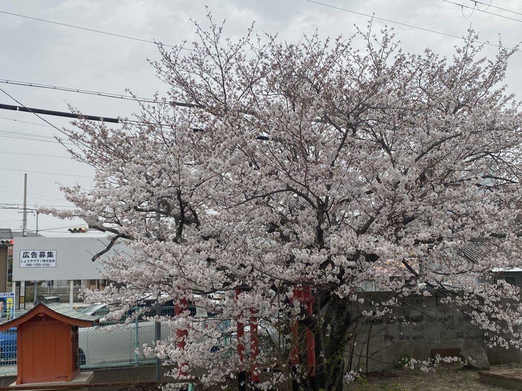 2021洲本ガスの桜～その4～ほぼ満開！