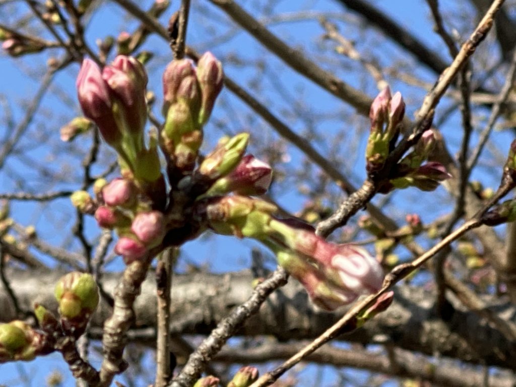 2021洲本ガスの桜～その1～