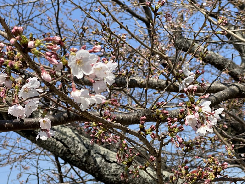 2021洲本ガスの桜～その3～開花宣言！