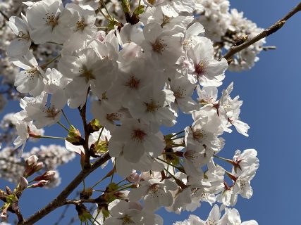 2021洲本ガスの桜～その5～満開！