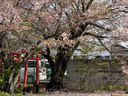 2021洲本ガスの桜～その6～